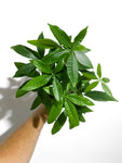 Pachira Aquatica | Money tree