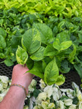 Epipremnum Aureum 'Lemon Meringue' | Pothos 'Lemon Meringue'