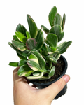 Crassula Ovata 'Variegata'