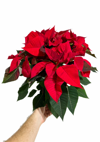 Red Poinsettia | Euphorbia pulcherrima | Christmas star
