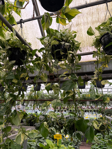 Pothos 'Marble Queen'
