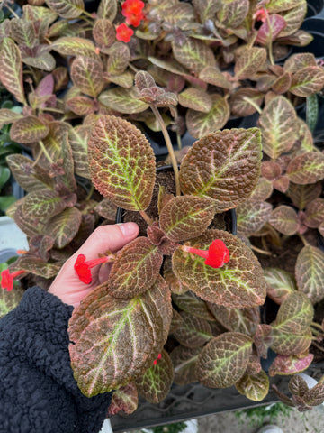 Episcia Cupreata 'Copper'