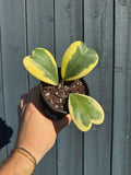 Hoya Kerri Albomarginata
