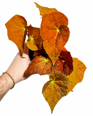 Begonia Rex 'Autumn Amber' | Bégonia