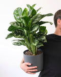 Aglaonema 'Tigress'