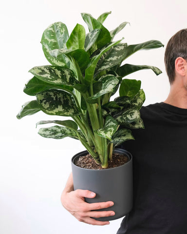 Aglaonema 'Tigress'