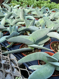 Crassula Falcata 'Airplane'