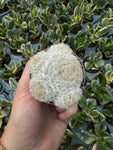 Mammillaria Plumosa