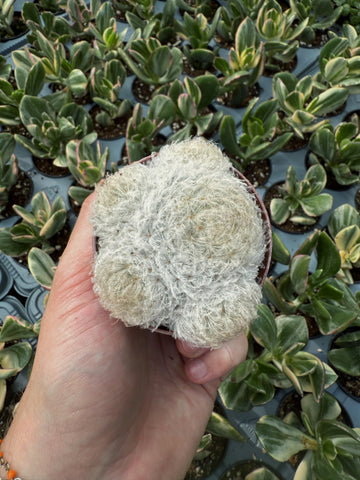 Mammillaria Plumosa