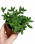 Delosperma Echinatum | Pickle Plant