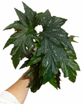 Begonia 'Argenteo-guttata' | Angel Wing Begonia