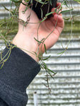 Ceropegia Linearis | String of Needles