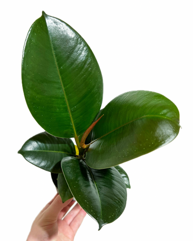 Ficus Elastica 'Green'