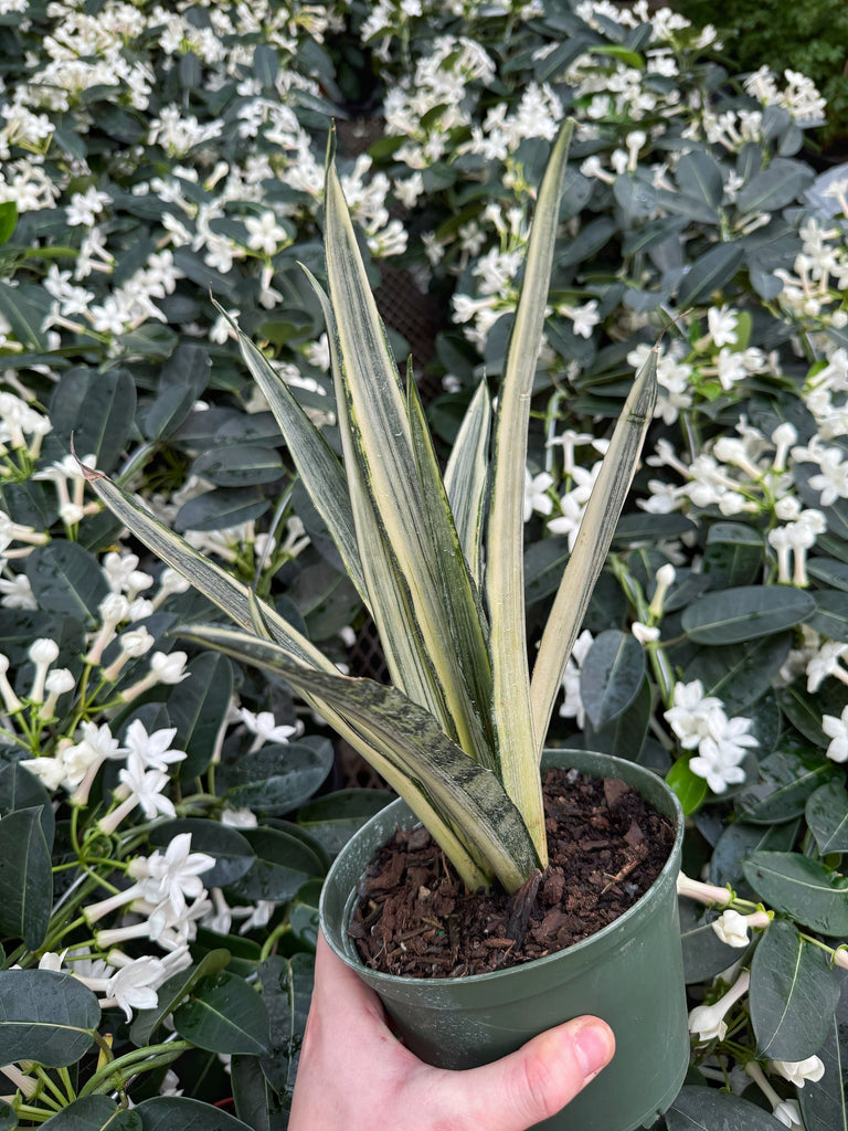 fleur sansevieria Sansevieria Trifasciata 'Bantel's Sensation'