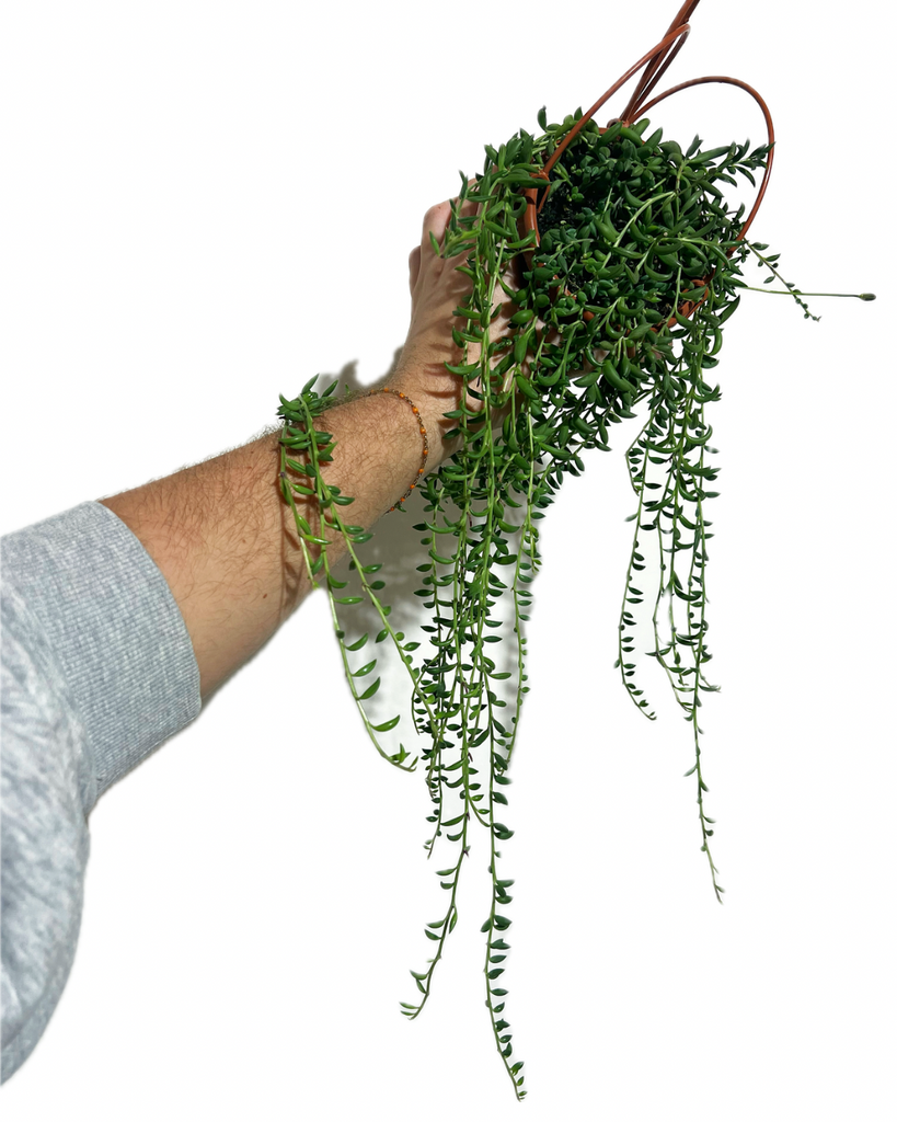 senecio hanging plant Senecio Radicans