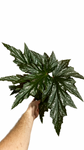 Begonia 'Argenteo-guttata' | Angel Wing Begonia