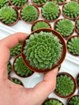 Sempervivum 'Green Wheel'