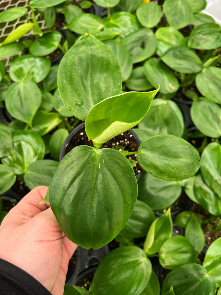philodendron grazilae Philodendron Grazielae