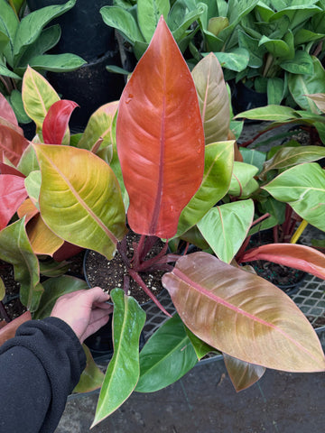 philodendron tricolor vs prince of orange Philodendron 'Prince of Orange'