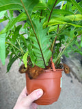 Drynaria Quercifolia 'Oakleaf Fern'