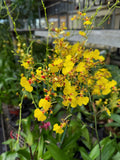 Oncidium spp. (Jaune) | Dancing Lady Orchids