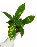 Croton 'Gold Dust' | Codiaeum variegatum 'Gold Dust'