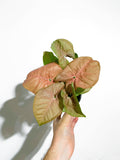 Syngonium Podophyllum ‘Neon Robusta’ | Patte-d’oie