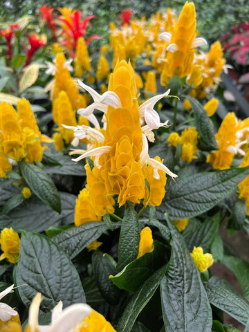 Pachystachys Lutea 'Lollipop Flower'