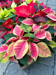 Red Poinsettia | Euphorbia pulcherrima