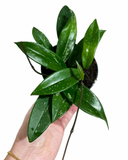 Hoya 'Pubicalyx' | Plante de cire | Fleur de Porcelaine