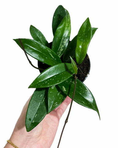 Hoya 'Pubicalyx' | Wax plant | Porcelain Flower
