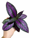 Strobilanthes Dyerianus | Persian Shield