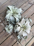 Tillandsia Xerographica