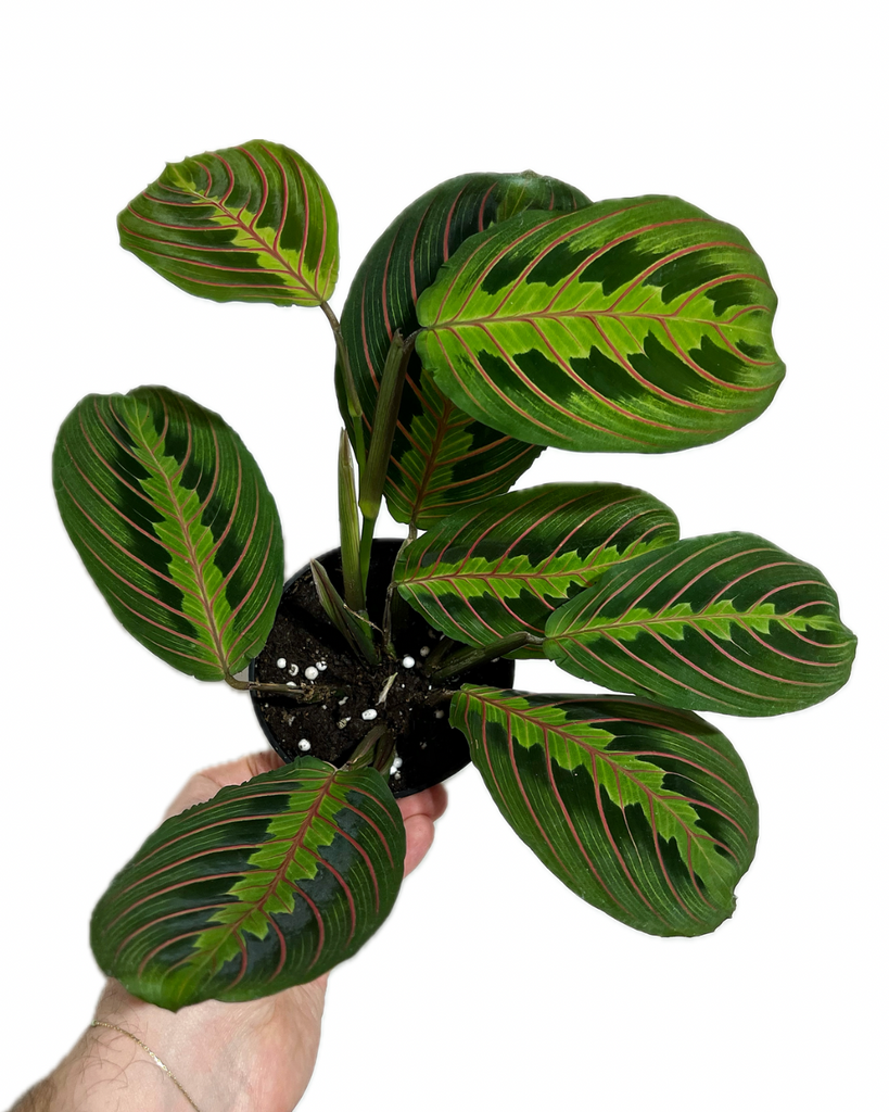 prayer plant arrowroot Maranta leuconeura 'Red' | Arrowroot