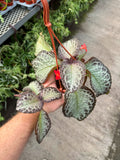 Episcia Cupreata 'Pink Mahogany'