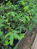 Mimosa pudica | Plante sensitive