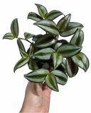 Tradescantia Zebrina