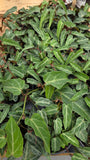 Cissus Amazonica
