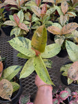 Ficus Elastica 'Shivereana Moonshine'