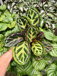 Calathea 'Illustris'