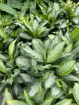 Aglaonema 'Silver Bay'