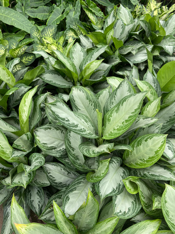 Aglaonema 'Silver Bay'