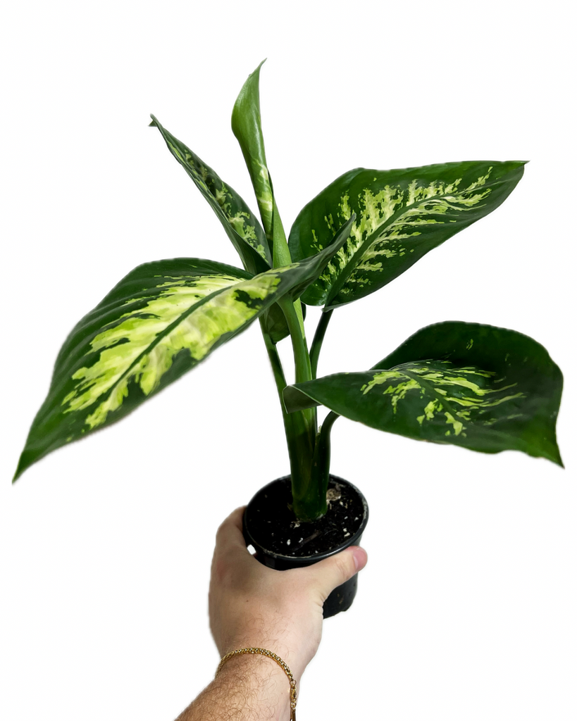 dieffenbachia arrosage Dieffenbachia 'Seguine'