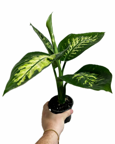 dieffenbachia seguine watering Dieffenbachia 'Seguine'