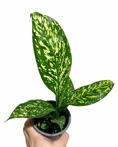 Dieffenbachia 'Rudolph'