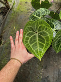 Anthurium Clarinervium