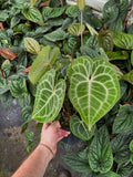 Anthurium Clarinervium