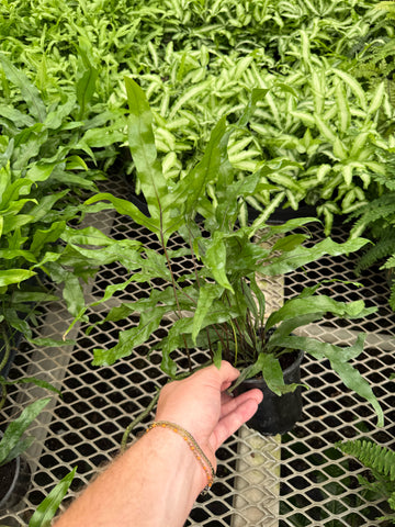 Microsorum diversifolium | Fougère ‘Kangourou Paw’