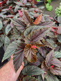 Begonia Maculata 'Pink Dot' | Bégonia