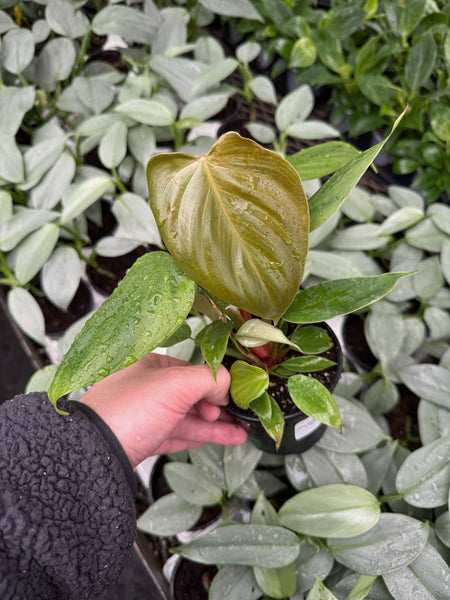 Philodendron Lynamii – Végétal Design Qc